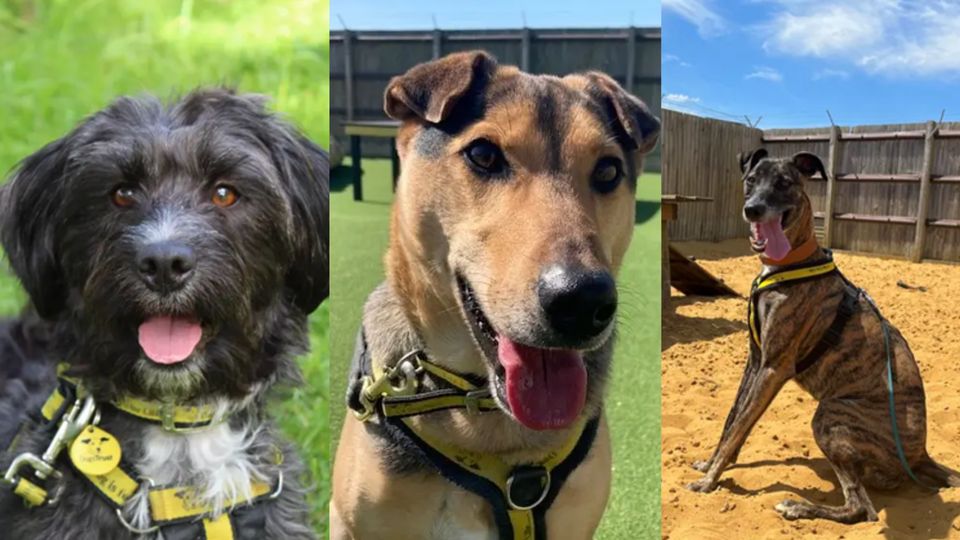 Dogs trust salisbury dogs for rehoming hotsell